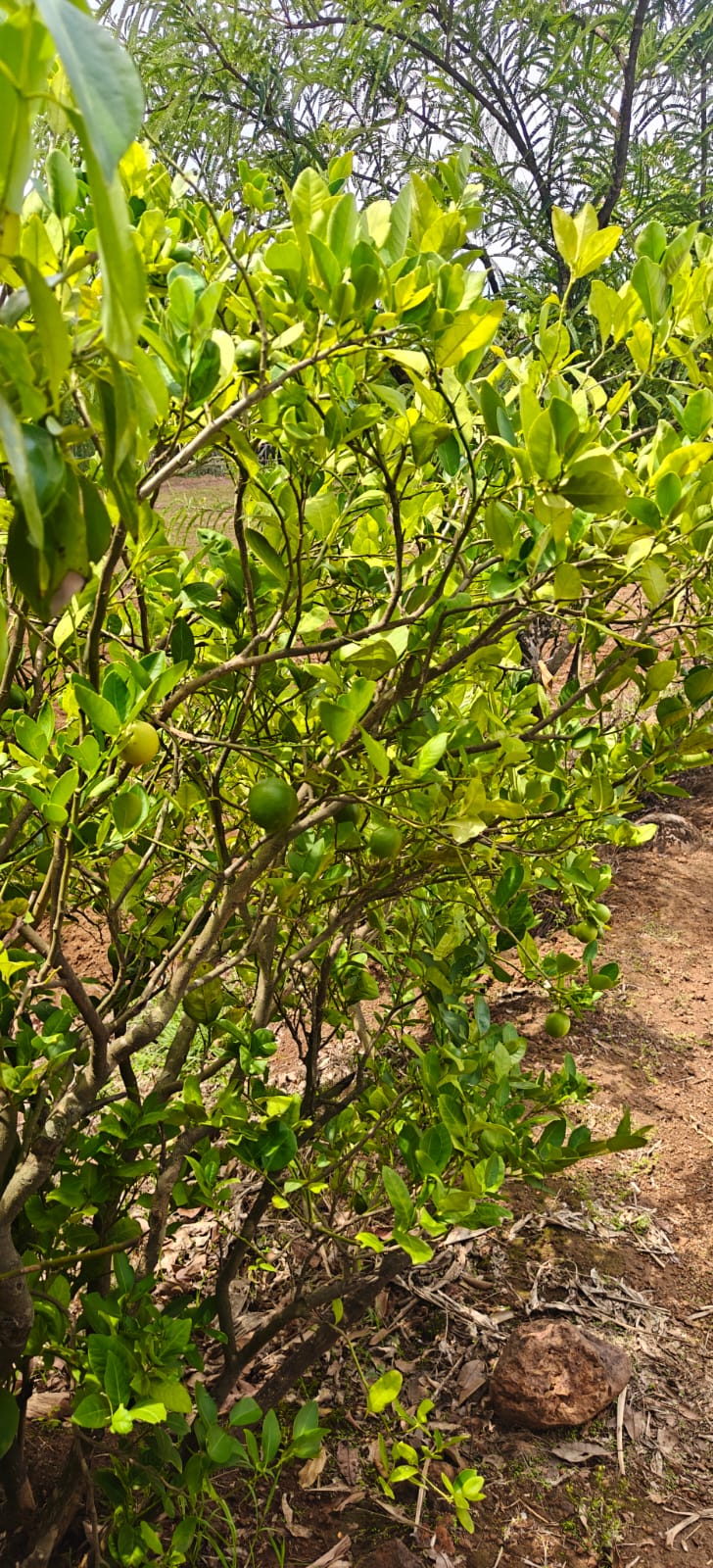 Farm plant: WhatsApp Image 2026-07-28 at 12.53.13.jpeg